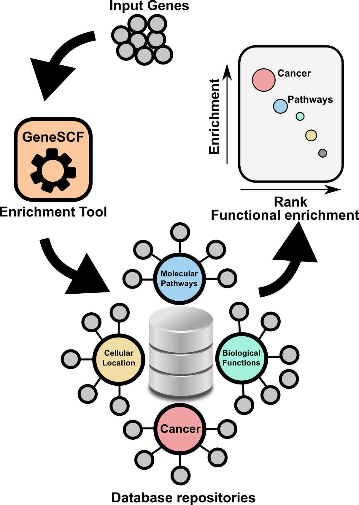 Genescf A Real Time Based Functional Enrichment Tool With Support For Multiple Organisms Rna 7880